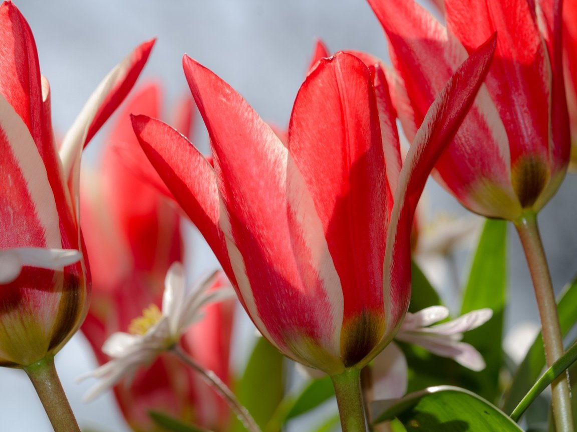 Обои цветы, макро, лепестки, весна, тюльпаны, flowers, macro, petals, spring, tulips разрешение 3840x2481 Загрузить