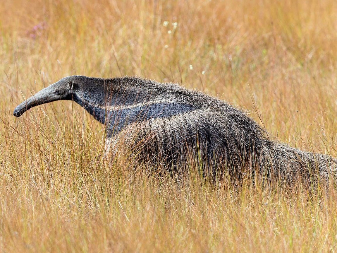 Обои трава, природа, животные, муравьед, grass, nature, animals, anteater разрешение 1920x1080 Загрузить