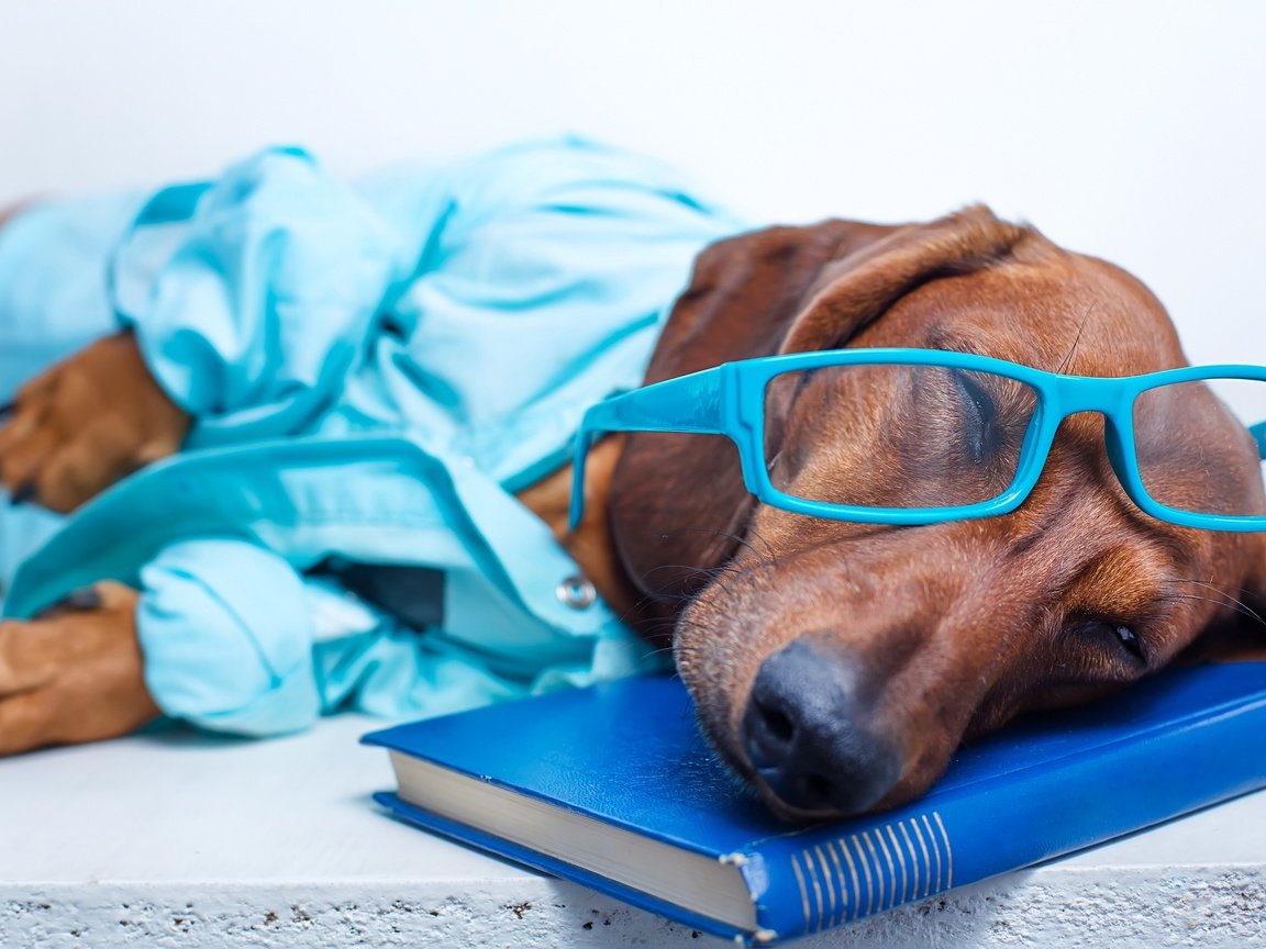 Обои морда, книга, очки, рубашка, собака, лежит, спит, отдыхает, юмор, такса, face, book, glasses, shirt, dog, lies, sleeping, resting, humor, dachshund разрешение 2554x1600 Загрузить