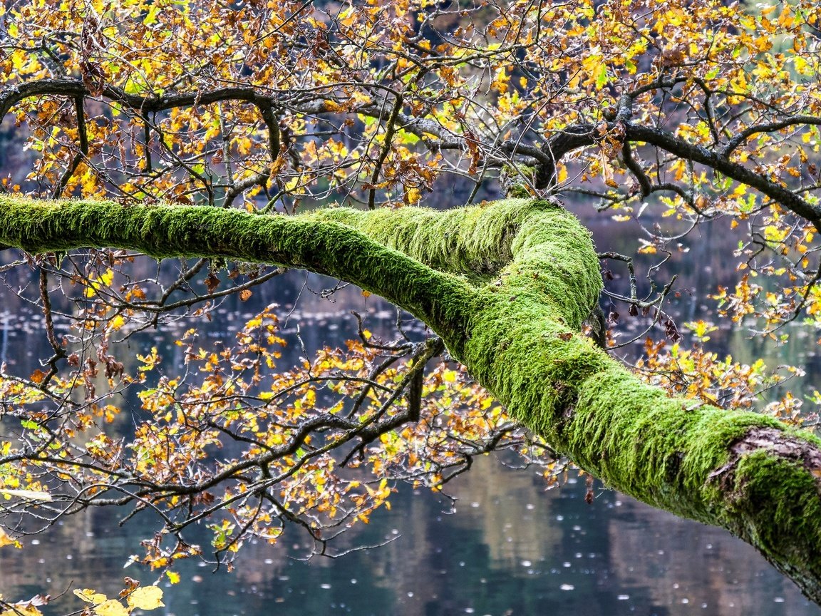 Обои озеро, дерево, листья, осень, мох, lake, tree, leaves, autumn, moss разрешение 2048x1152 Загрузить