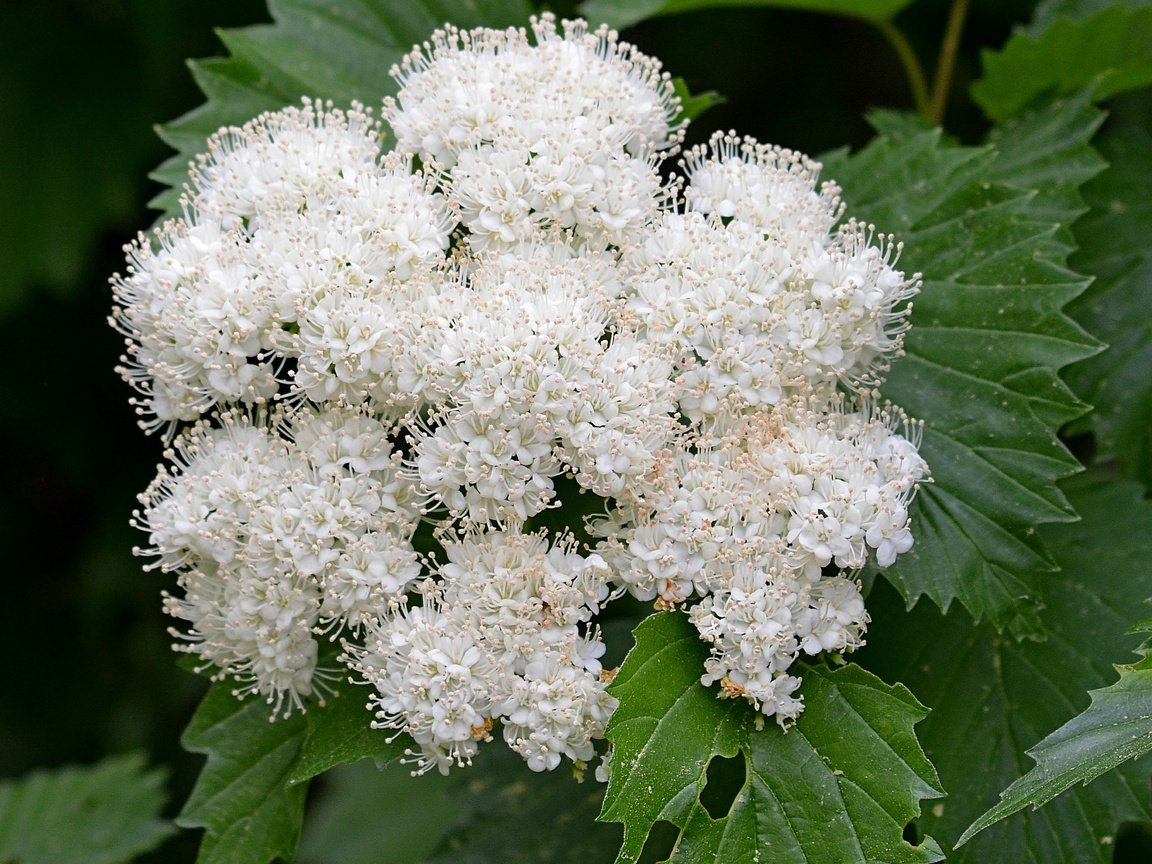 Обои цветы, цветение, весна, белая, калина, flowers, flowering, spring, white, kalina разрешение 2676x2674 Загрузить