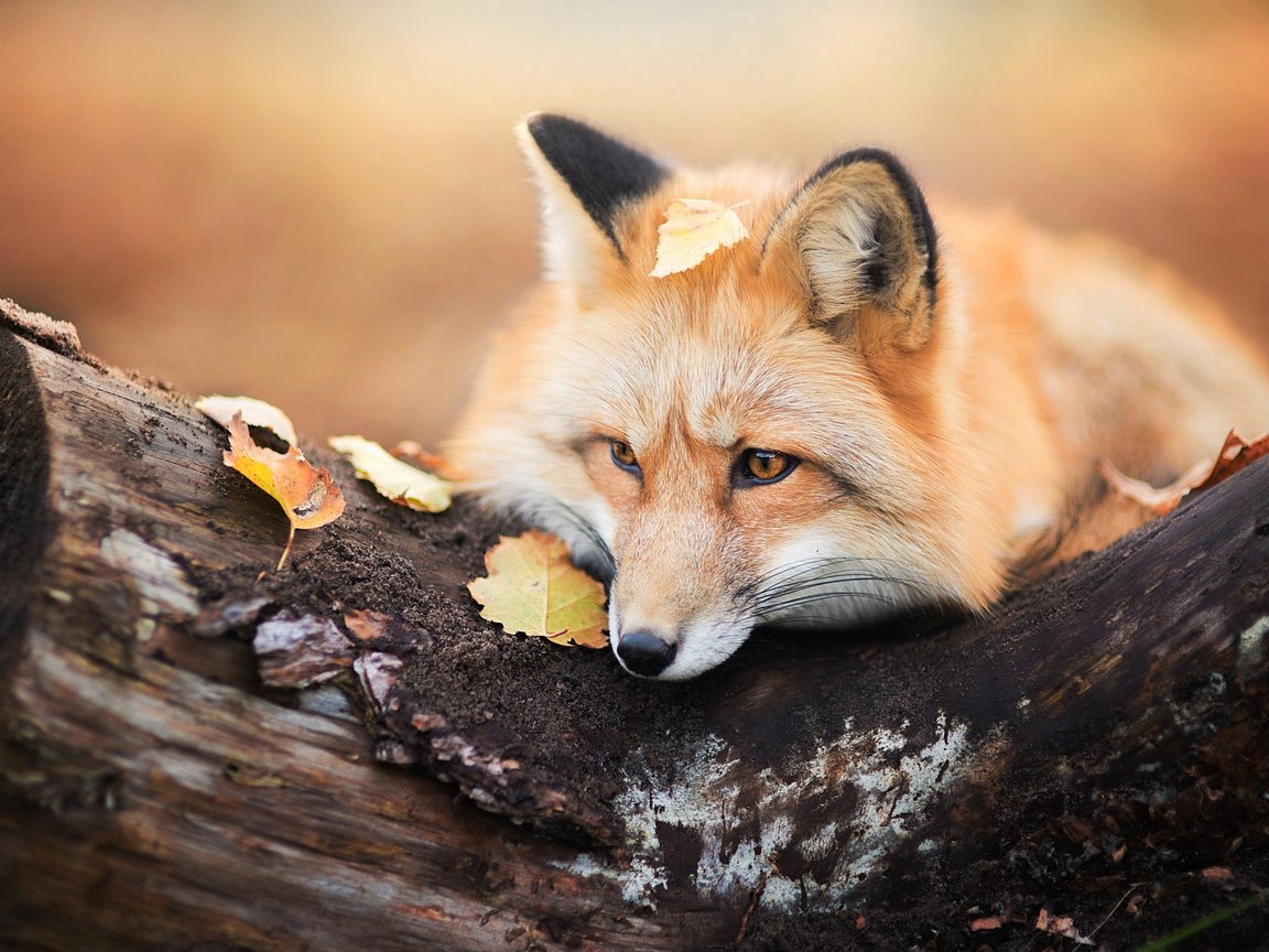 Обои дерево, листья, осень, лиса, лисица, животное, бревно, tree, leaves, autumn, fox, animal, log разрешение 2048x1367 Загрузить