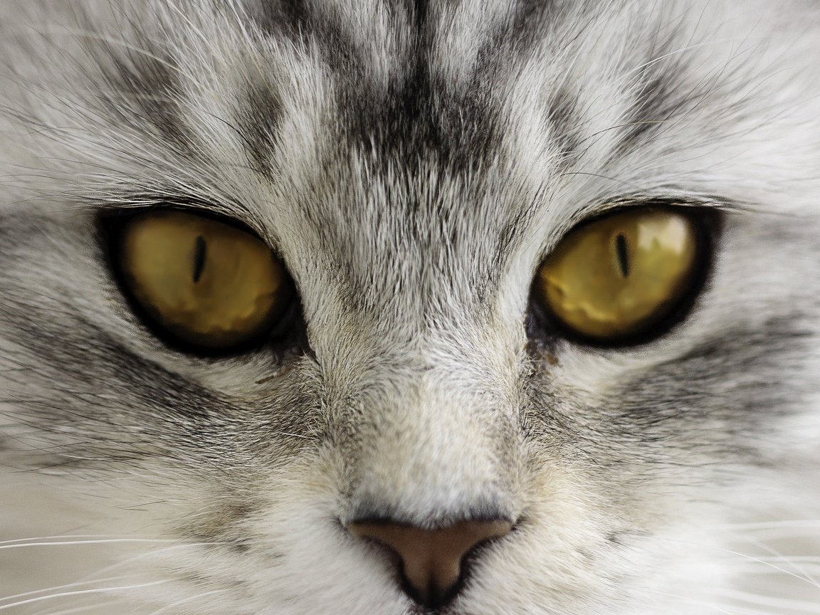 Обои глаза, морда, кот, усы, кошка, взгляд, нос, eyes, face, cat, mustache, look, nose разрешение 2048x1366 Загрузить