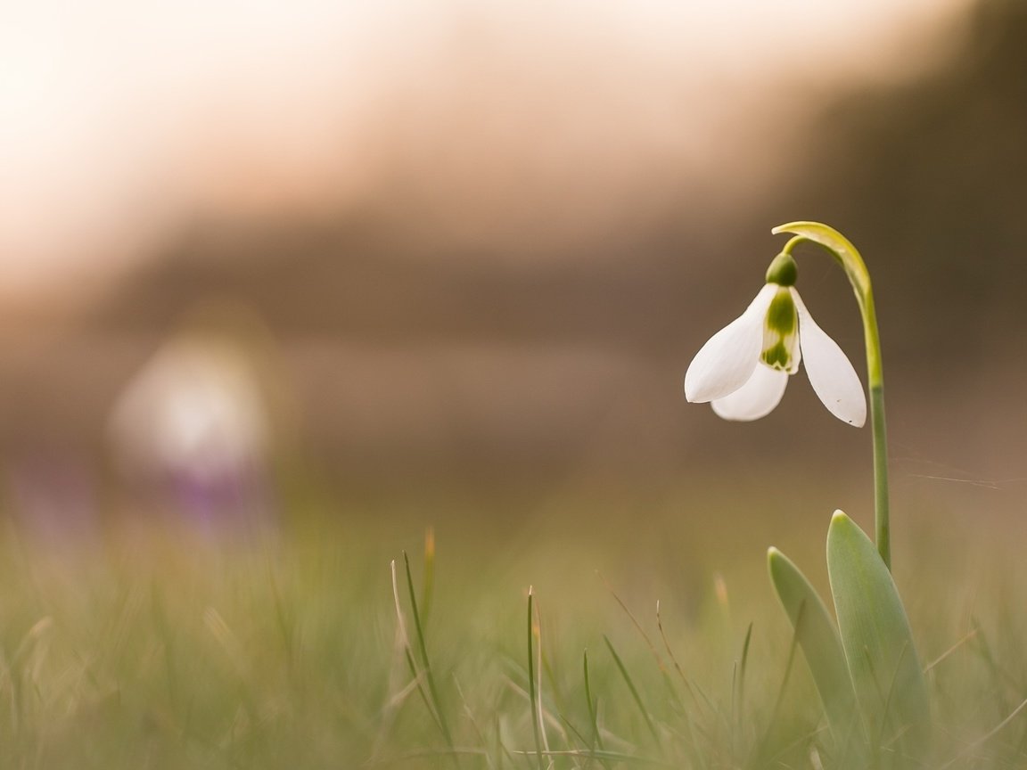 Обои природа, фон, цветок, подснежник, nature, background, flower, snowdrop разрешение 2048x1215 Загрузить