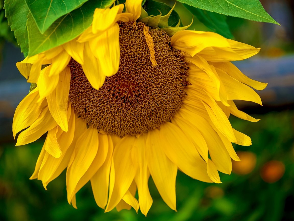 Обои желтый, макро, цветок, подсолнух, yellow, macro, flower, sunflower разрешение 2400x1602 Загрузить