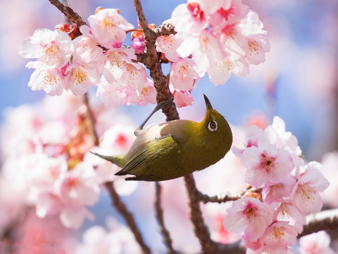 Обои цветы, ветка, цветение, фон, птица, весна, сакура, белоглазка, flowers, branch, flowering, background, bird, spring, sakura, white-eyed разрешение 1920x1378 Загрузить