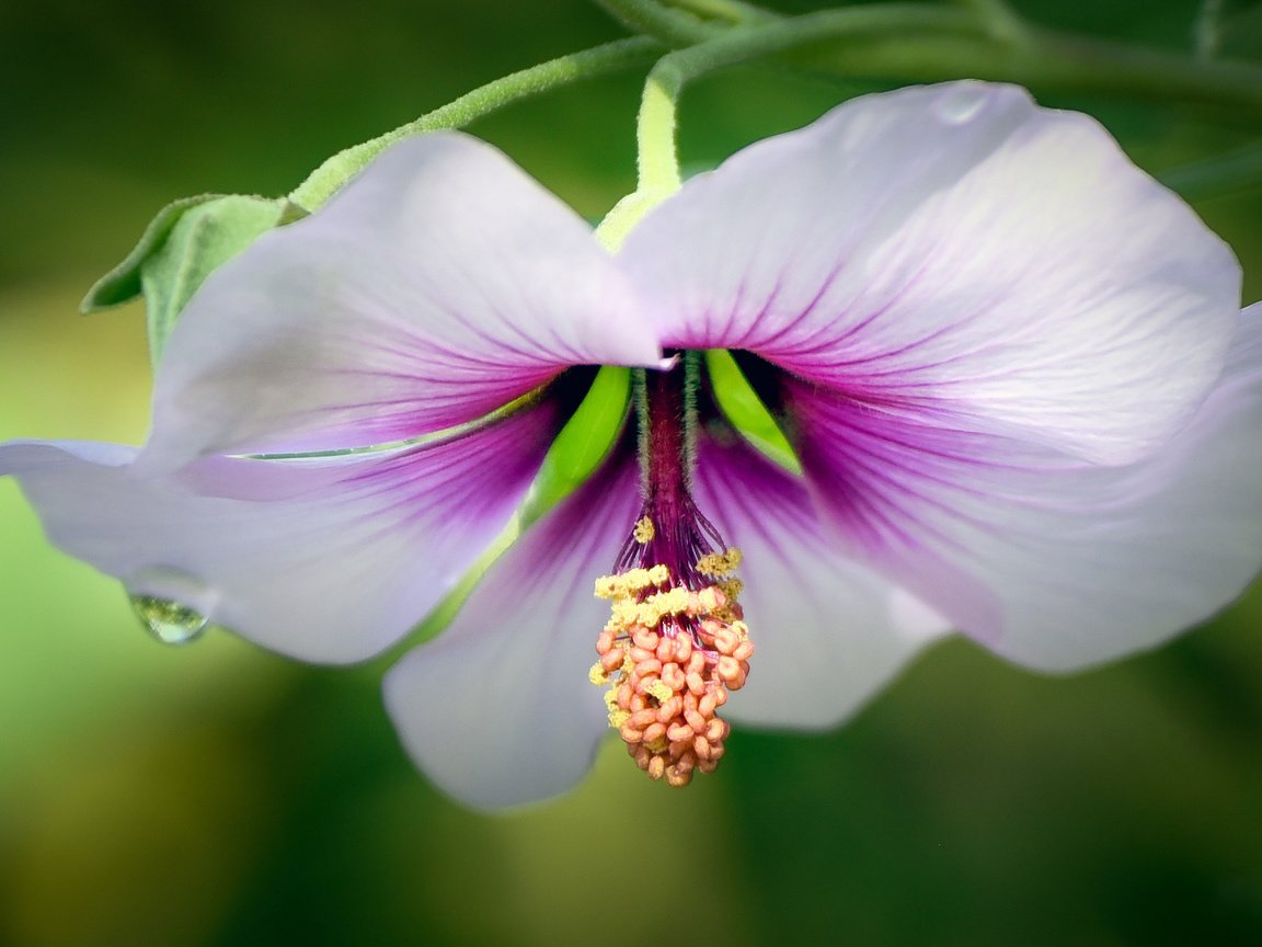 Обои вода, макро, цветок, капля, мальва, water, macro, flower, drop, mallow разрешение 1997x1294 Загрузить