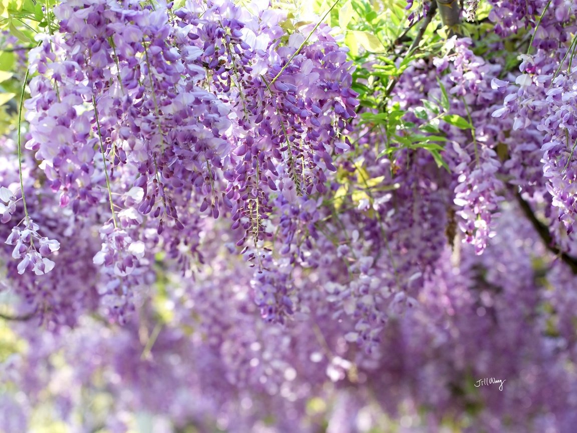 Обои цветы, цветение, ветки, гроздья, глициния, вистерия, flowers, flowering, branches, bunches, wisteria разрешение 2048x1365 Загрузить