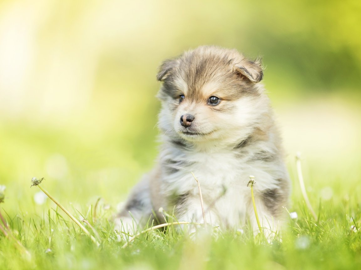 Обои собака, щенок, одуванчики, малыш, боке, финский лаппхунд, dog, puppy, dandelions, baby, bokeh, finnish lapphund разрешение 5472x3648 Загрузить