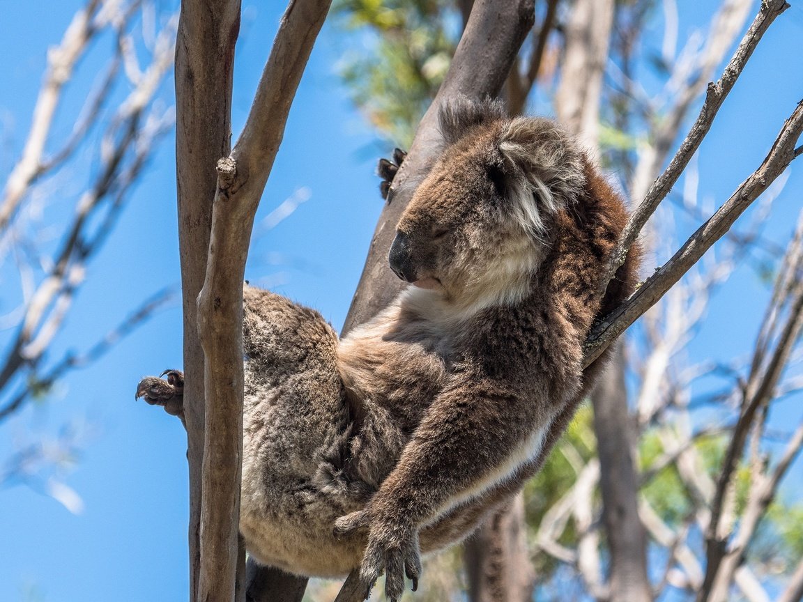 Обои солнце, ветки, лежит, спит, животное, на дереве, боке, коала, the sun, branches, lies, sleeping, animal, on the tree, bokeh, koala разрешение 2560x1654 Загрузить