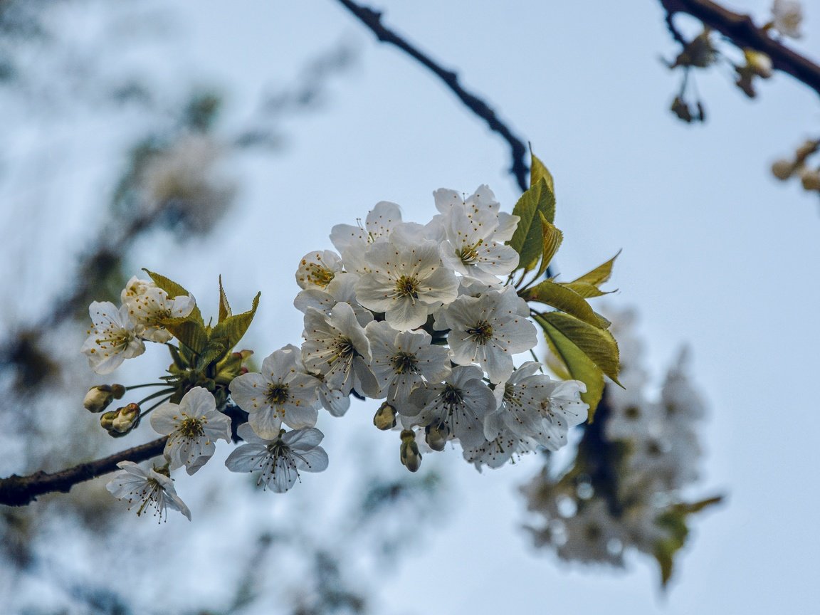 Обои ветка, дерево, цветение, весна, вишня, branch, tree, flowering, spring, cherry разрешение 5531x3689 Загрузить