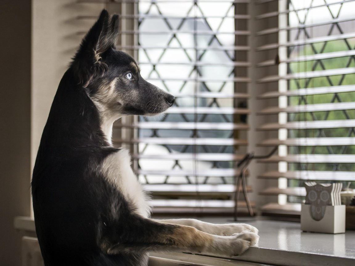 Обои взгляд, собака, дом, окно, немецкая овчарка, look, dog, house, window, german shepherd разрешение 2560x1709 Загрузить