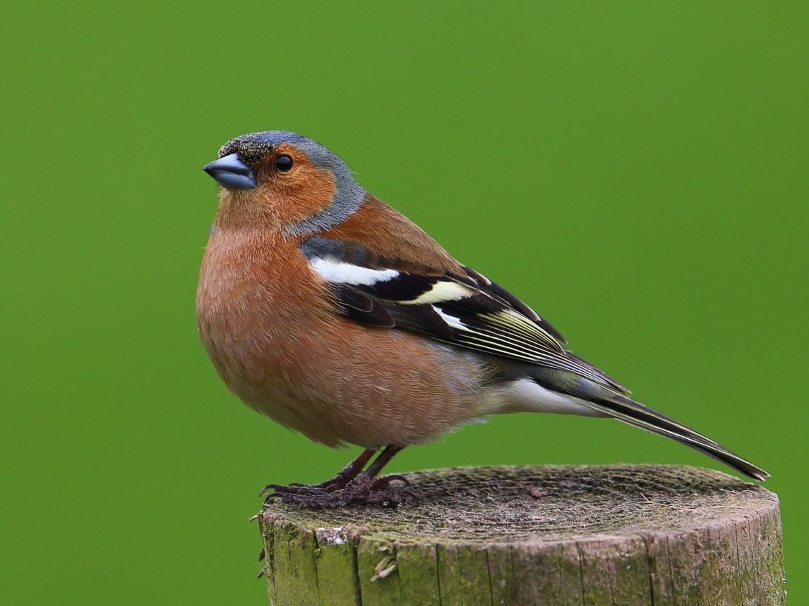 Обои птицы, птица, животное, самец, зяблик, birds, bird, animal, male, chaffinch разрешение 2648x1900 Загрузить