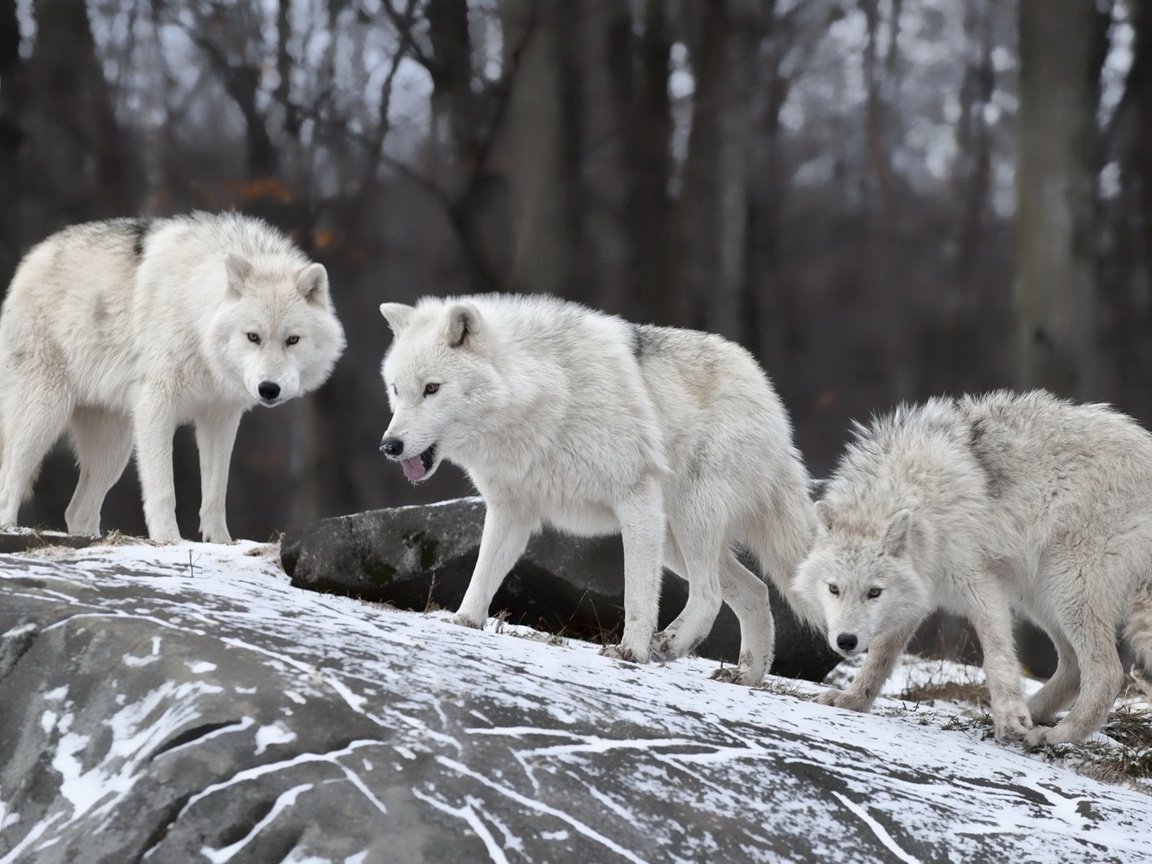 Обои зима, хищники, волки, стая, winter, predators, wolves, pack разрешение 1920x1200 Загрузить