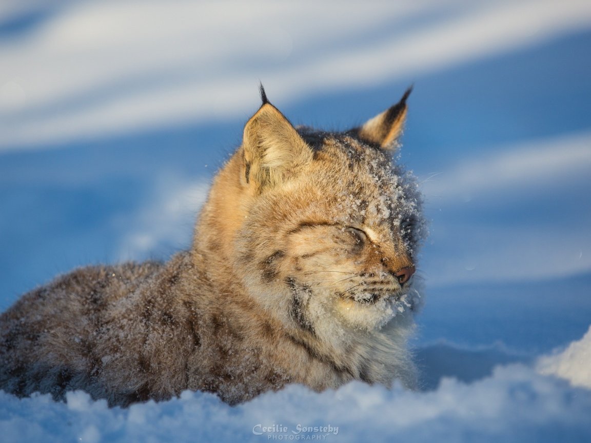 Обои морда, снег, зима, рысь, хищник, дикая кошка, face, snow, winter, lynx, predator, wild cat разрешение 2880x1800 Загрузить