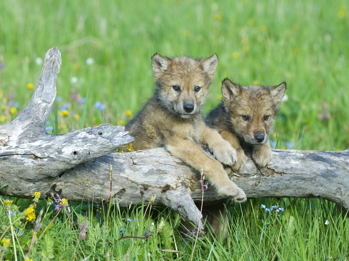 Обои цветы, трава, волки, бревно, детеныши, волчата, flowers, grass, wolves, log, cubs, the cubs разрешение 3840x2400 Загрузить