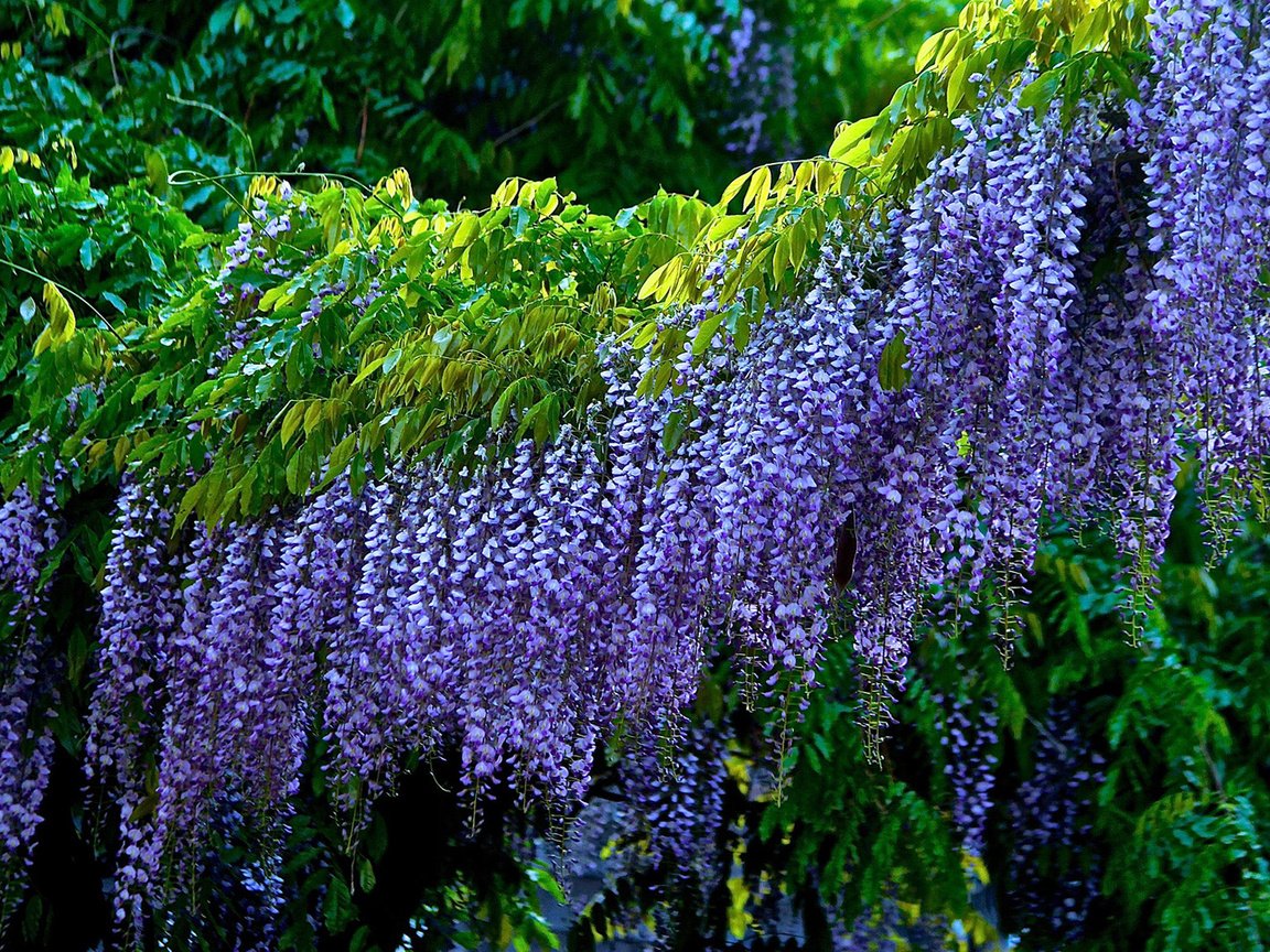 Обои цветы, листья, соцветия, глициния, вистерия, flowers, leaves, inflorescence, wisteria разрешение 1920x1080 Загрузить