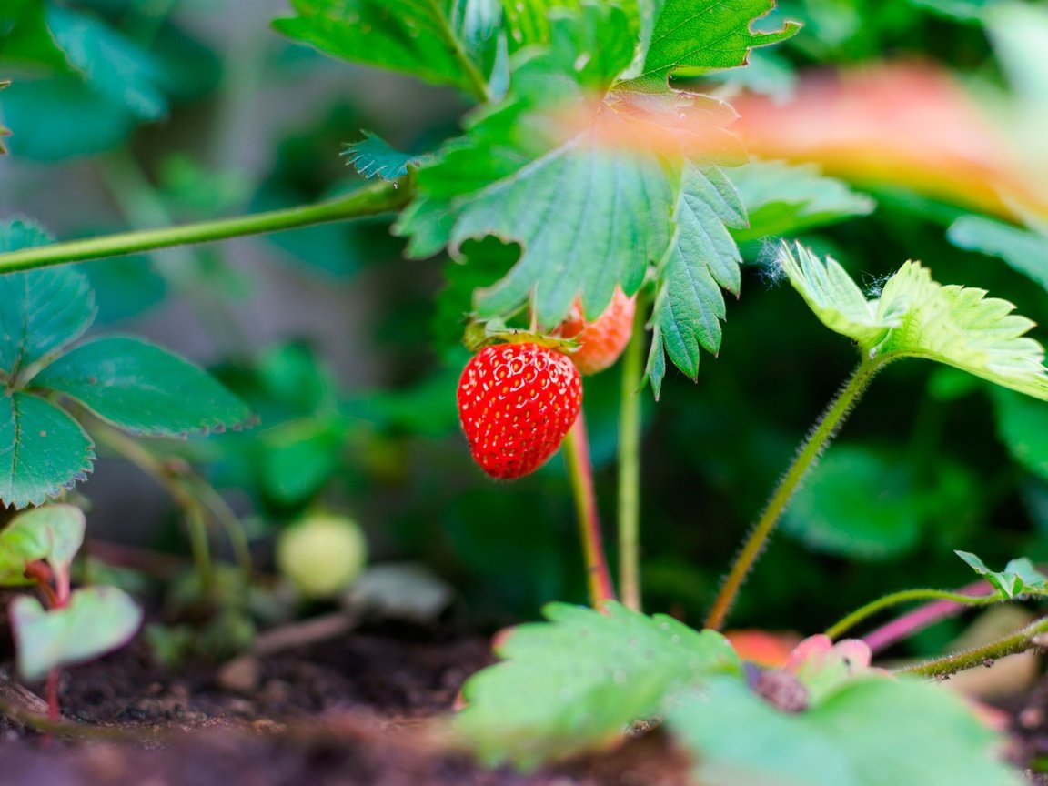 Обои природа, листья, ягоды, земляника, nature, leaves, berries, strawberries разрешение 4000x2649 Загрузить