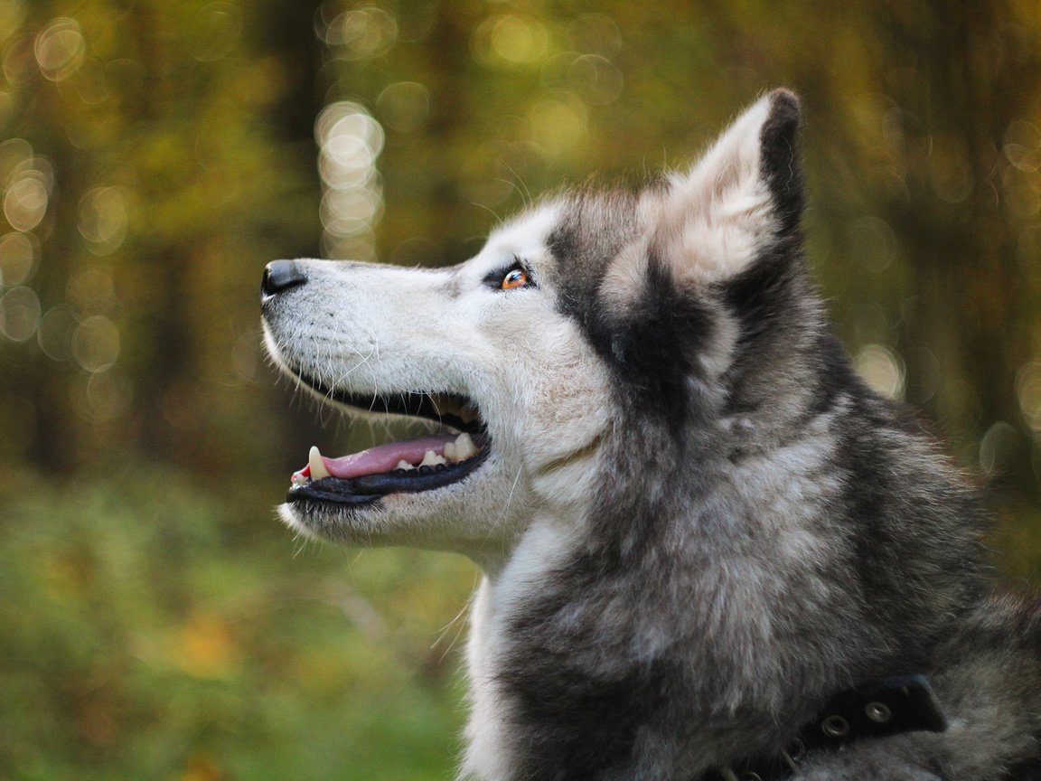 Обои мордочка, собака, профиль, хаски, боке, аляскинский маламут, muzzle, dog, profile, husky, bokeh, alaskan malamute разрешение 1920x1200 Загрузить