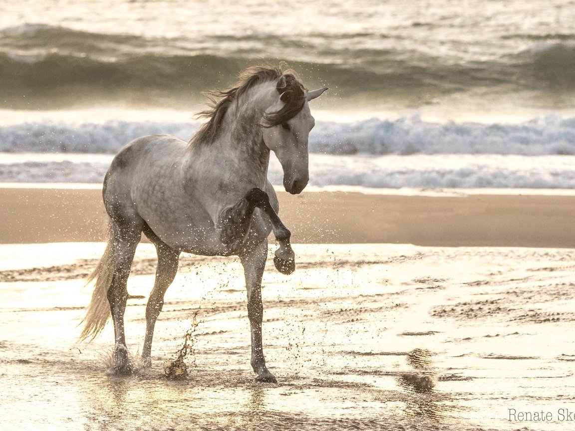 Обои лошадь, море, песок, пляж, конь, грива, копыта, конь . жеребец, horse, sea, sand, beach, mane, hooves, horse . stallion разрешение 1920x1333 Загрузить