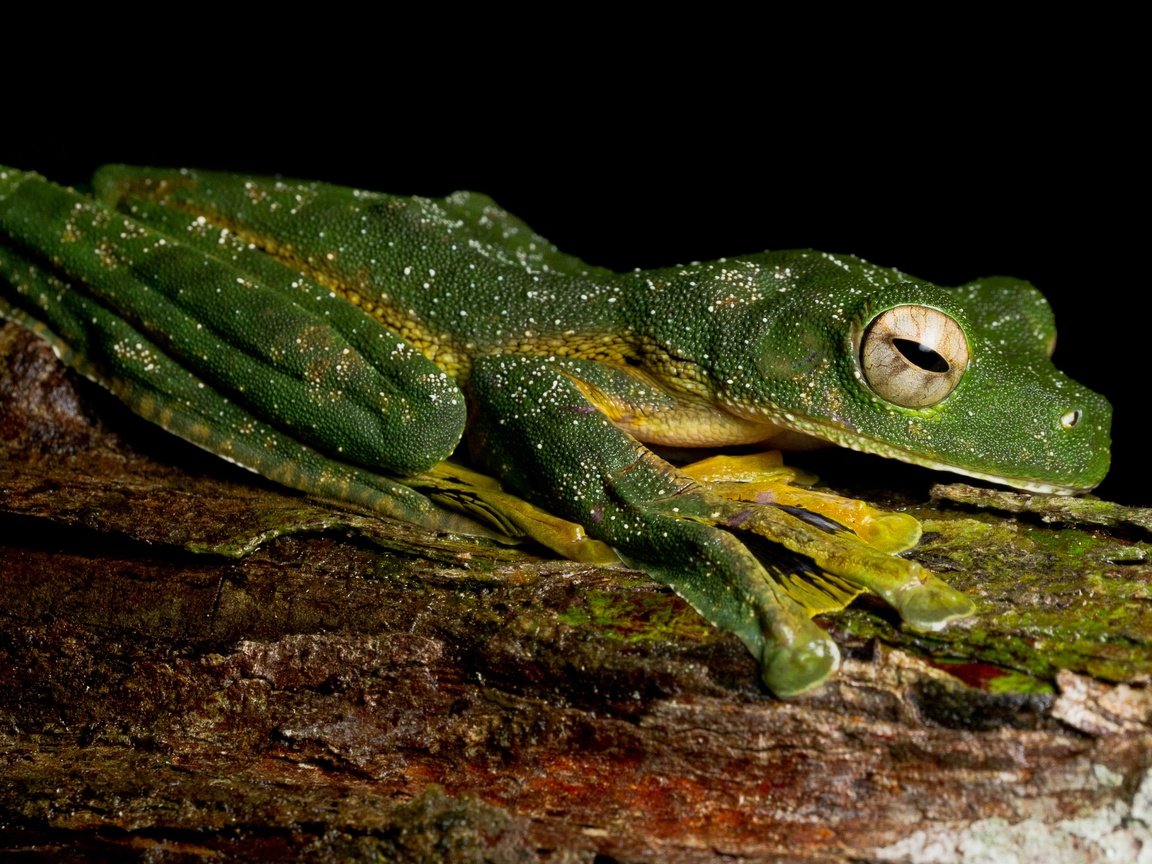 Обои глаза, кора, дерево, лапки, макро, зрачки, лежит, земноводные, лягушка, профиль, черный фон, зеленая, eyes, bark, tree, legs, macro, pupils, lies, amphibians, frog, profile, black background, green разрешение 3612x2032 Загрузить