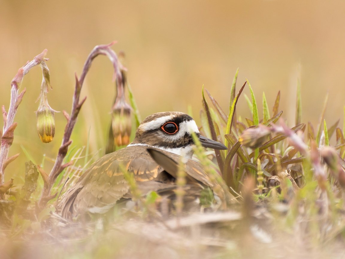 Обои цветы, трава, природа, птица, клюв, зуёк, крикливый зуёк, flowers, grass, nature, bird, beak, plover, noisy plover разрешение 2048x1275 Загрузить