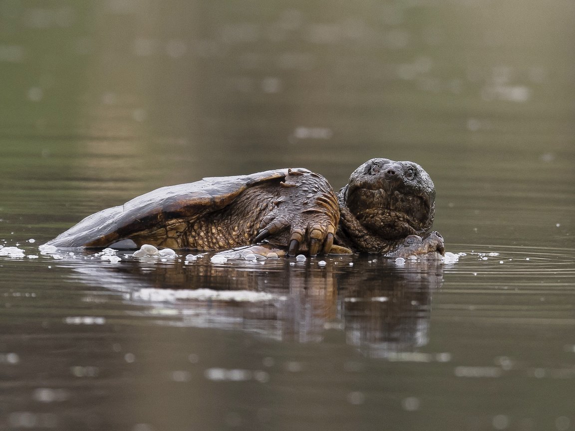 Обои вода, черепаха, панцирь, water, turtle, shell разрешение 2305x1578 Загрузить