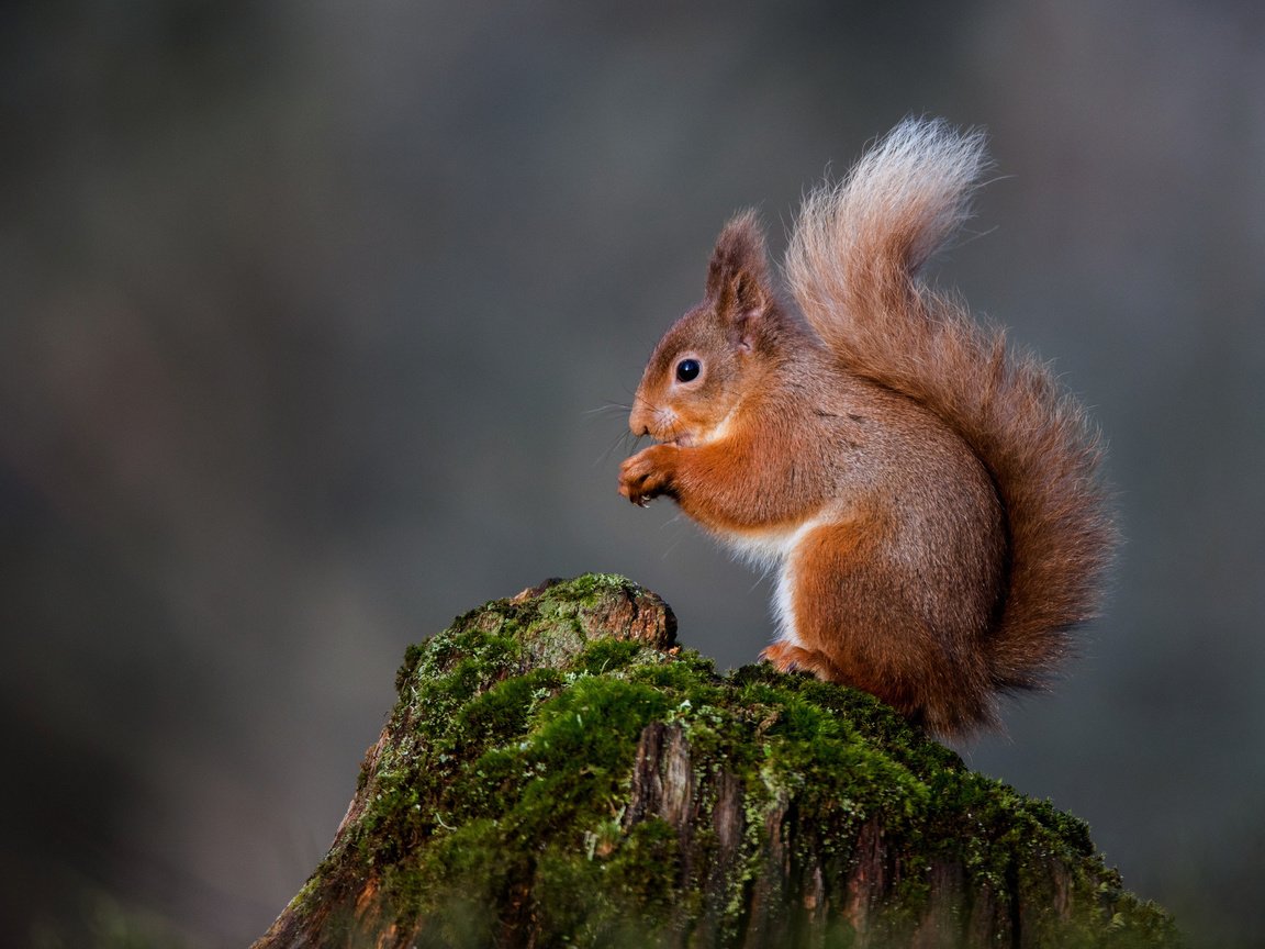 Обои природа, мох, белка, хвост, пень, белочка, nature, moss, protein, tail, stump, squirrel разрешение 2048x1367 Загрузить