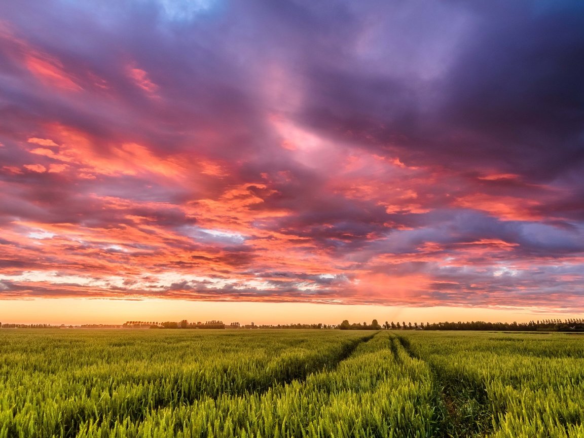 Обои небо, облака, закат, поле, нидерланды, колея, the sky, clouds, sunset, field, netherlands, track разрешение 2048x1486 Загрузить