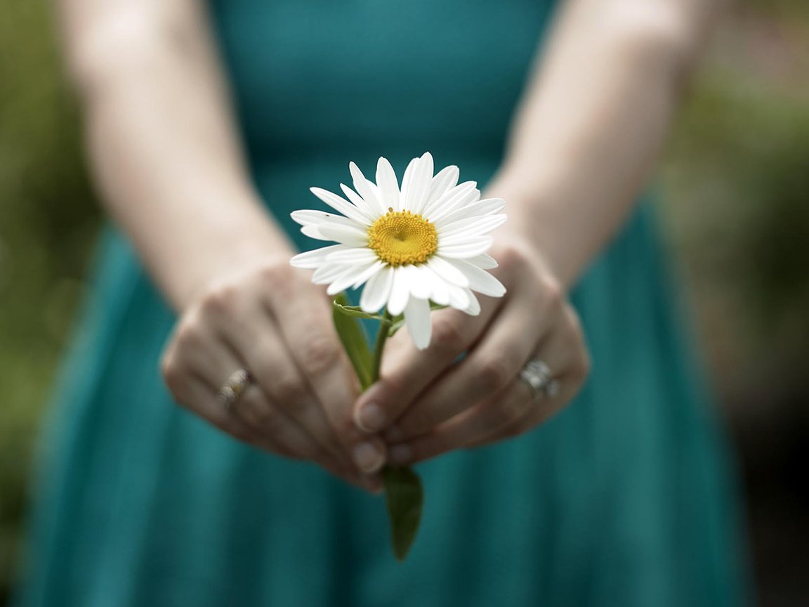 Обои девушка, настроение, цветок, ромашка, руки, кольца, girl, mood, flower, daisy, hands, ring разрешение 1920x1200 Загрузить