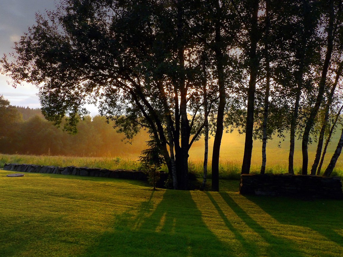 Обои небо, трава, деревья, стволы, тени, солнечный свет, the sky, grass, trees, trunks, shadows, sunlight разрешение 2560x1440 Загрузить