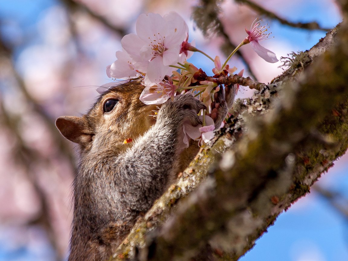 Обои ветка, дерево, цветок, весна, вишня, белка, цветки, branch, tree, flower, spring, cherry, protein, flowers разрешение 2048x1366 Загрузить