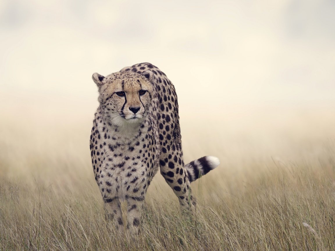 Обои трава, кошка, хищник, большая кошка, гепард, боке, grass, cat, predator, big cat, cheetah, bokeh разрешение 2880x1800 Загрузить