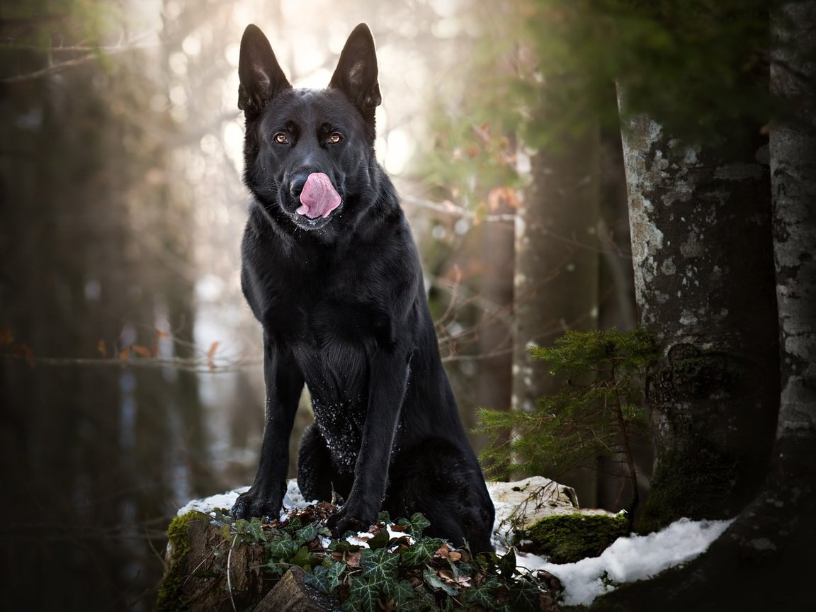 Обои снег, лес, собака, черная, язык, немецкая овчарка, овчарка, snow, forest, dog, black, language, german shepherd, shepherd разрешение 1920x1200 Загрузить