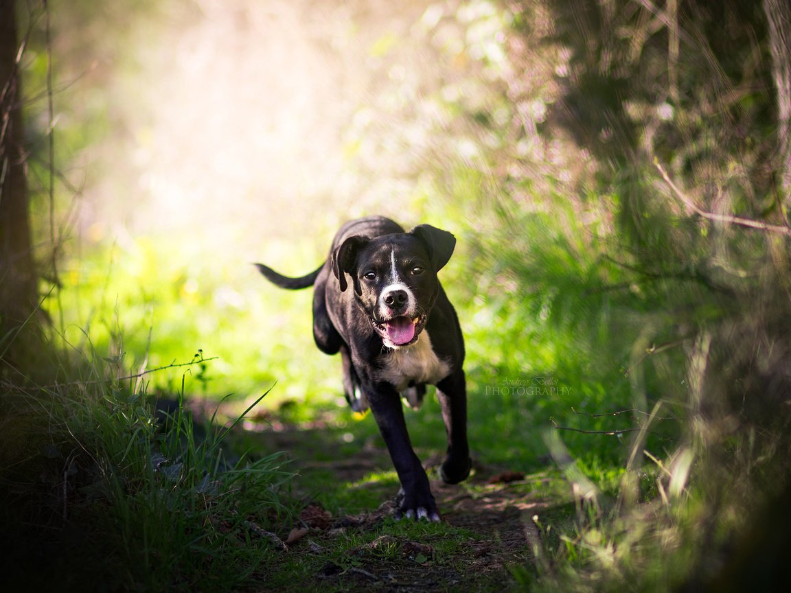 Обои трава, деревья, природа, собака, прогулка, пес, бег, grass, trees, nature, dog, walk, running разрешение 2560x1600 Загрузить