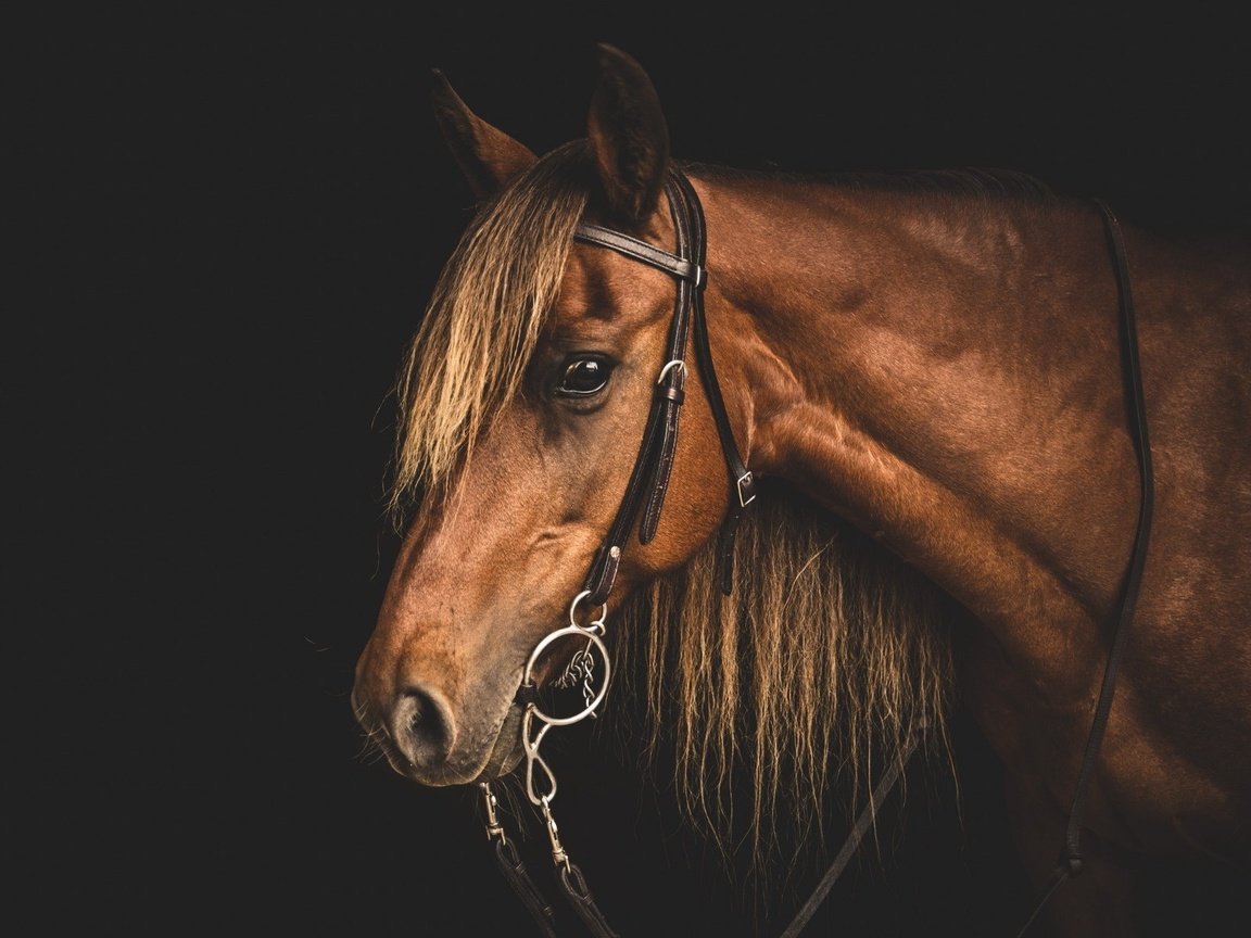 Обои морда, лошадь, профиль, конь, грива, голова, узда, уздечка, face, horse, profile, mane, head, bridle разрешение 1920x1200 Загрузить