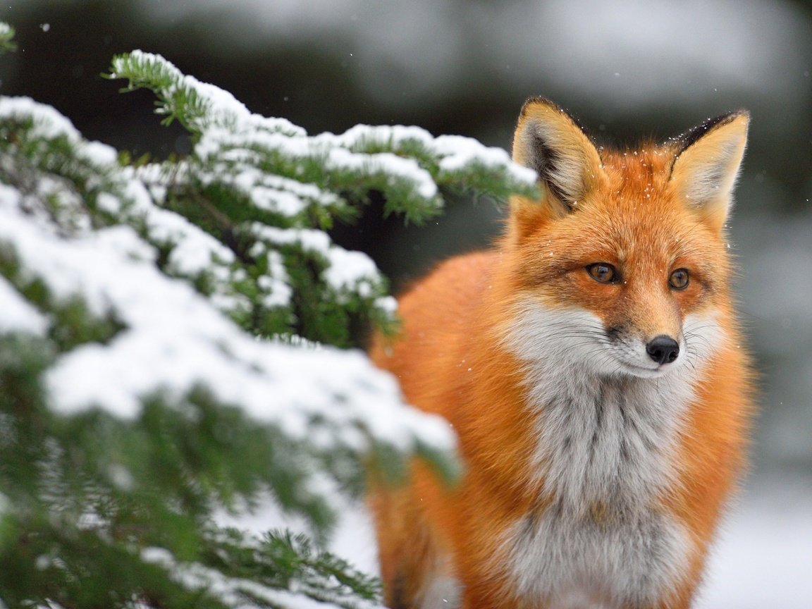 Обои снег, хвоя, зима, ветки, взгляд, лиса, лисица, snow, needles, winter, branches, look, fox разрешение 1920x1200 Загрузить