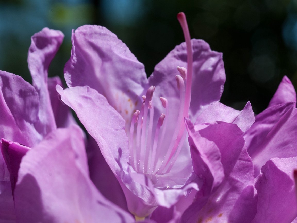 Обои цветы, макро, лепестки, фиолетовые, азалия, рододендрон, flowers, macro, petals, purple, azalea, rhododendron разрешение 3926x2608 Загрузить