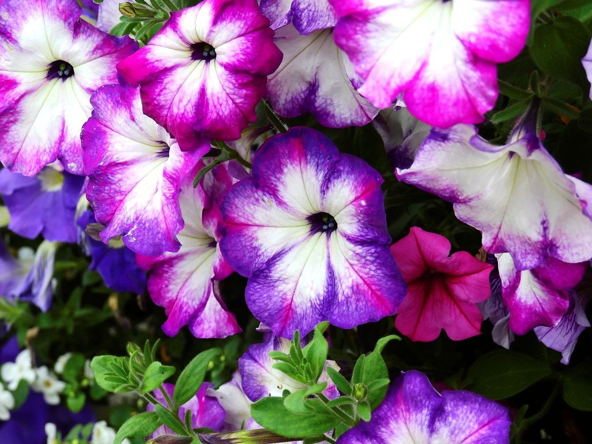 Обои цветы, цветение, растение, петуния, flowers, flowering, plant, petunia разрешение 4608x3456 Загрузить