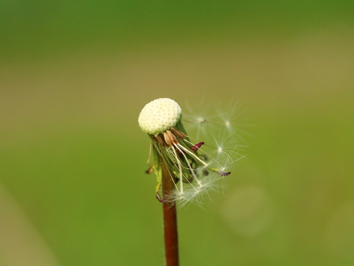 Обои фон, цветок, одуванчик, семена, пушинки, былинки, background, flower, dandelion, seeds, fuzzes, blade разрешение 1920x1280 Загрузить