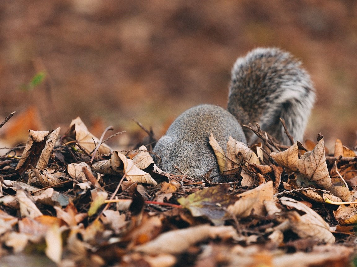 Обои природа, листья, осень, пушистый, белка, хвост, белочка, nature, leaves, autumn, fluffy, protein, tail, squirrel разрешение 2048x1102 Загрузить