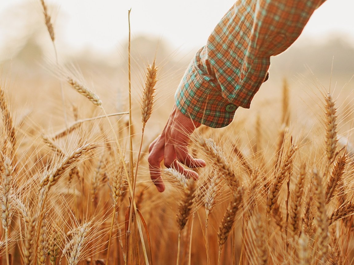 Обои рука, настроение, лето, колосья, пшеница, hand, mood, summer, ears, wheat разрешение 2048x1360 Загрузить