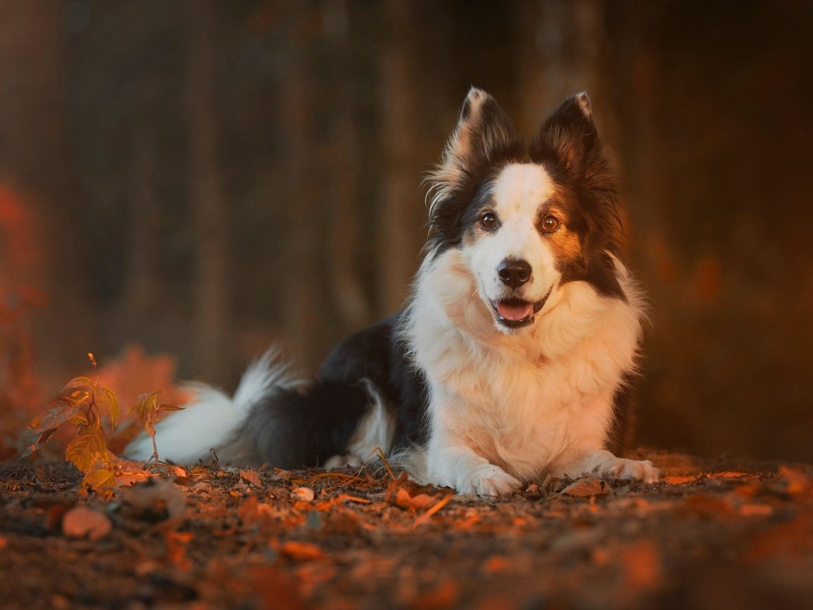 Обои природа, листья, осень, собака, животное, пес, бордер-колли, nature, leaves, autumn, dog, animal, the border collie разрешение 2048x1365 Загрузить