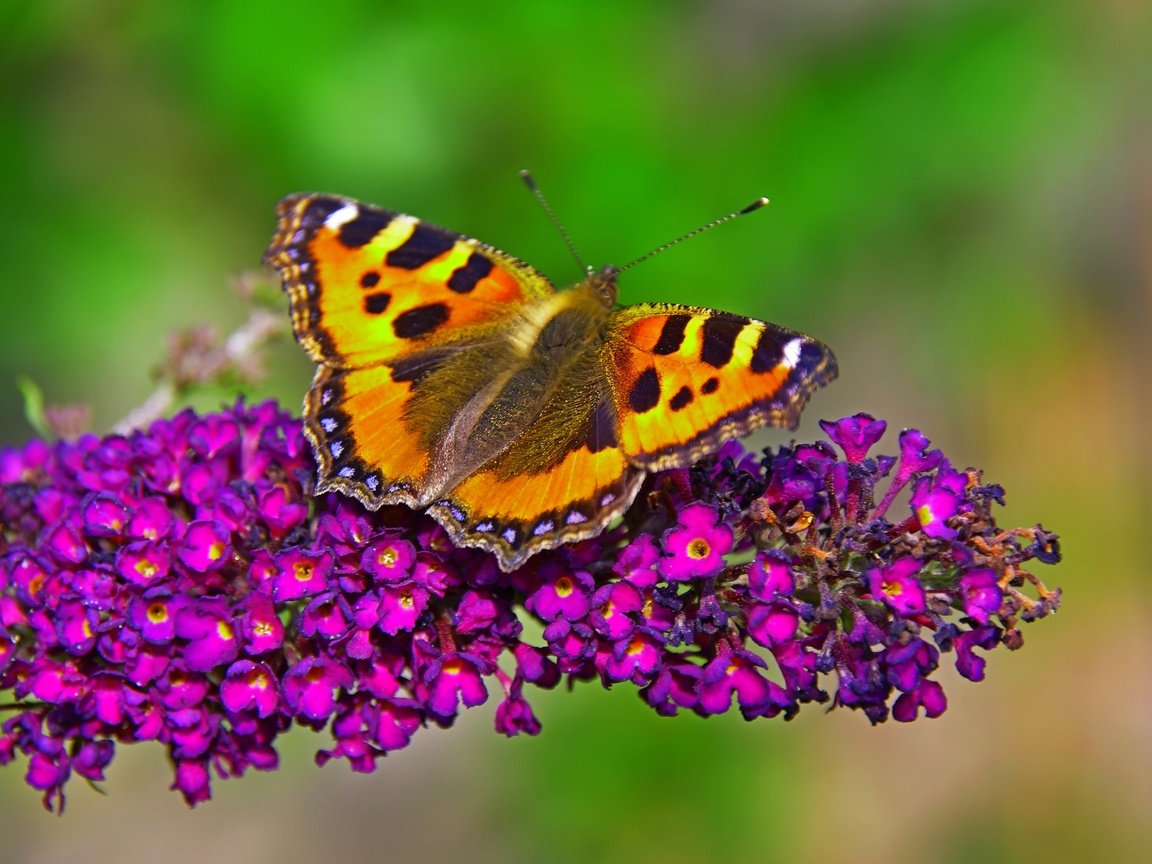 Обои макро, насекомое, бабочка, крылья, цветочки, macro, insect, butterfly, wings, flowers разрешение 3779x2848 Загрузить