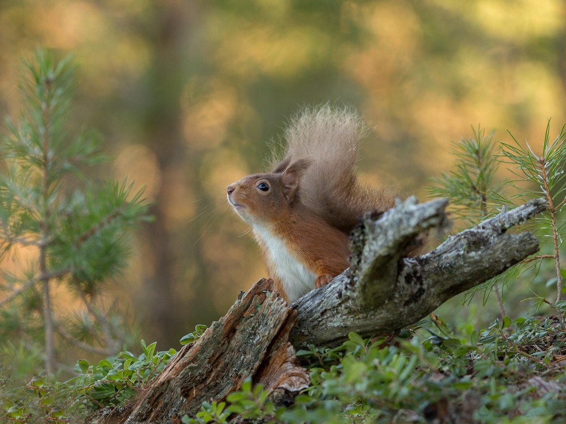 Обои природа, белка, зверек, хвост, белочка, nature, protein, animal, tail, squirrel разрешение 2048x1365 Загрузить