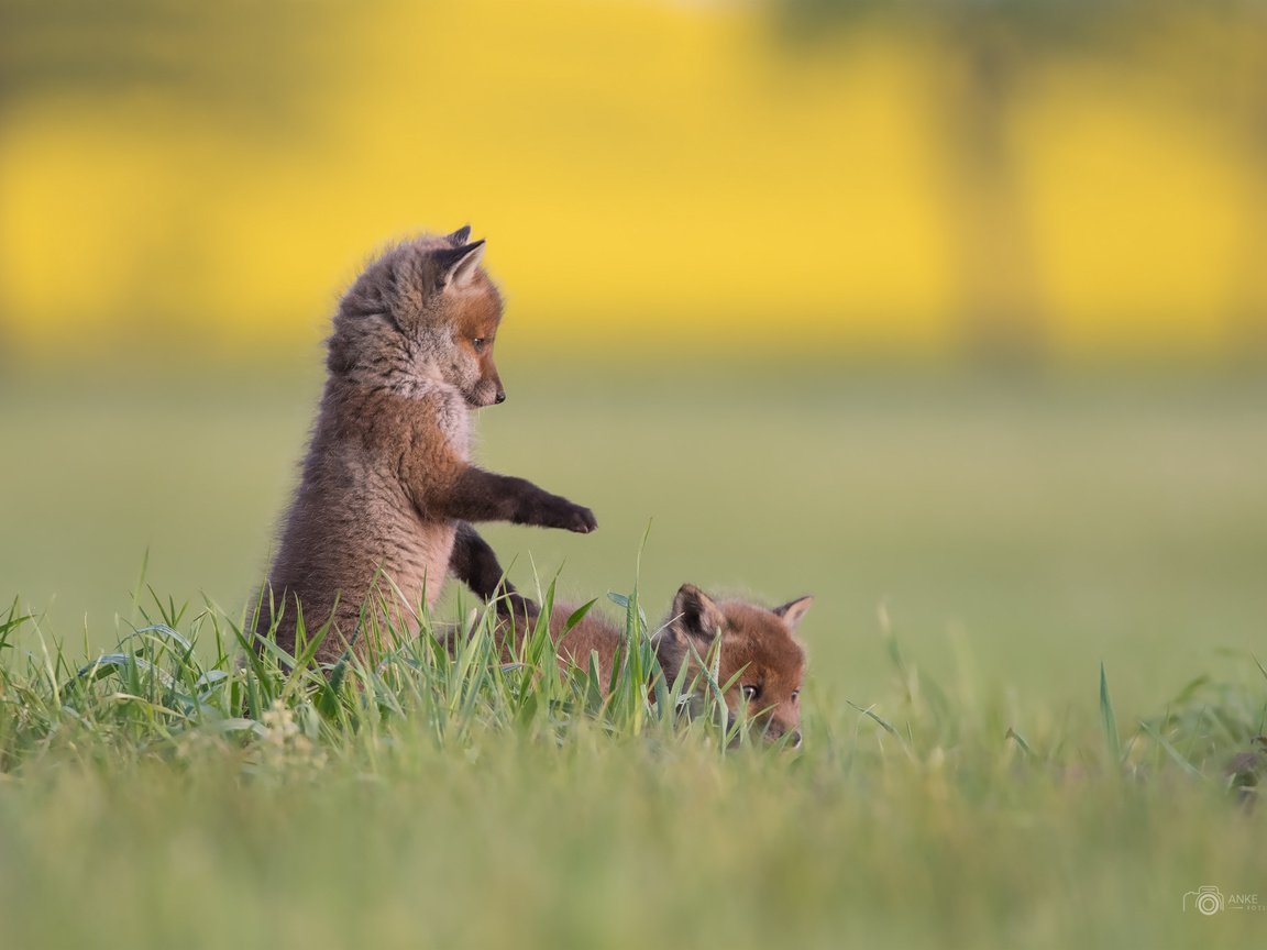 Обои трава, фон, игра, малыши, лисята, мило но как скачать, grass, background, the game, kids, cubs, nice but how to download разрешение 2048x1365 Загрузить