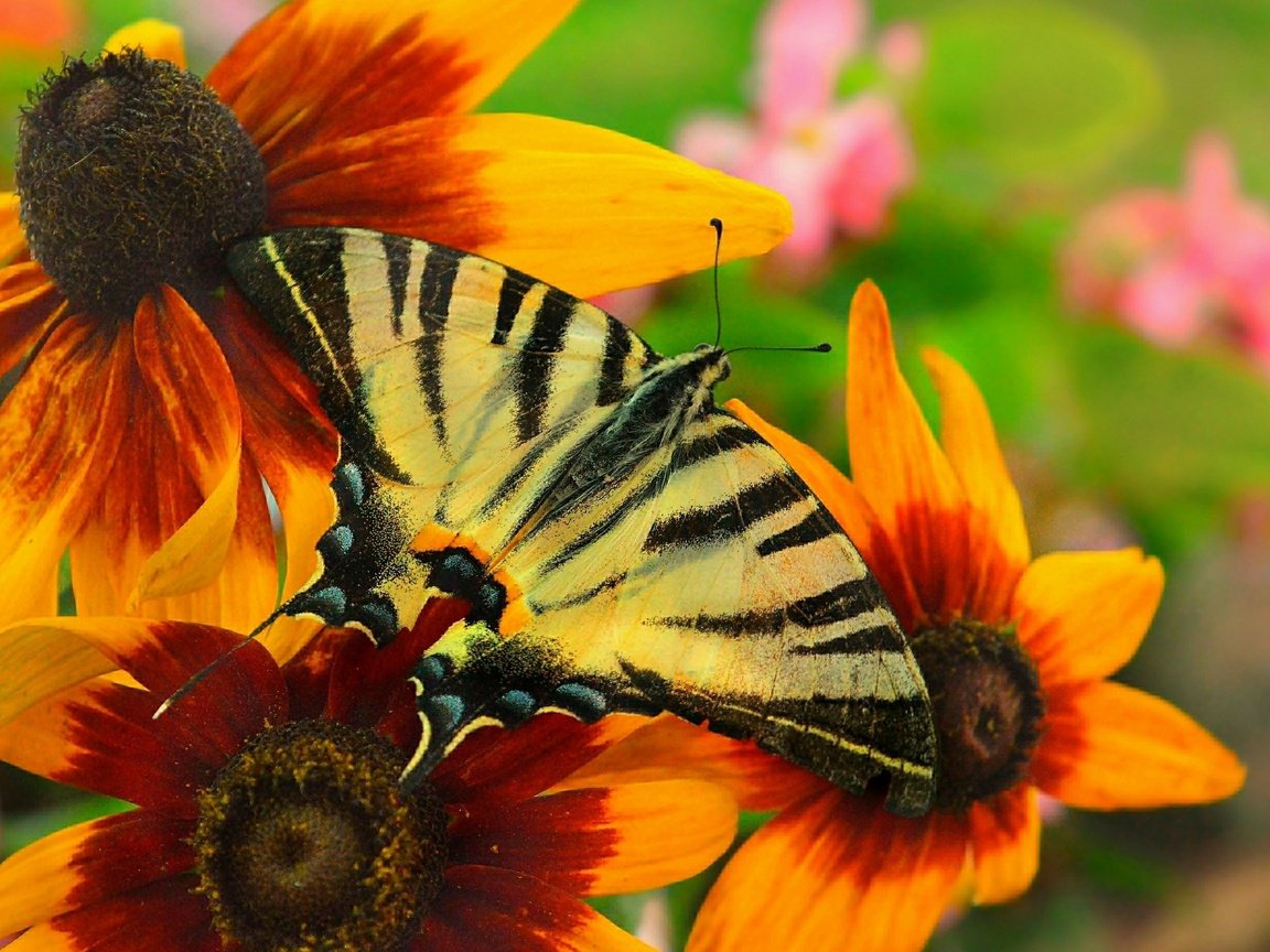 Обои цветы, макро, насекомое, бабочка, крылья, рудбекия, flowers, macro, insect, butterfly, wings, rudbeckia разрешение 3002x1842 Загрузить