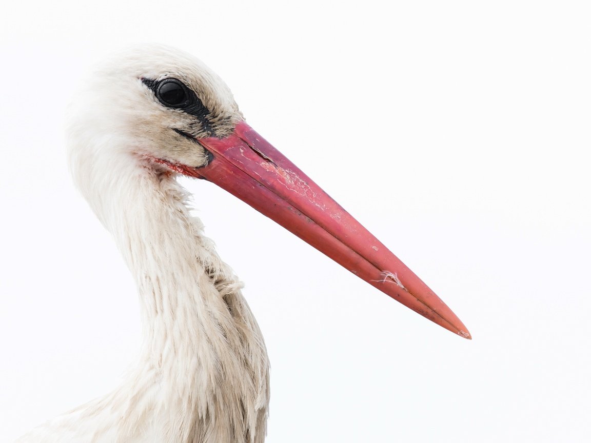 Обои фон, белый, птица, клюв, перья, белый фон, аист, background, white, bird, beak, feathers, white background, stork разрешение 2400x1490 Загрузить