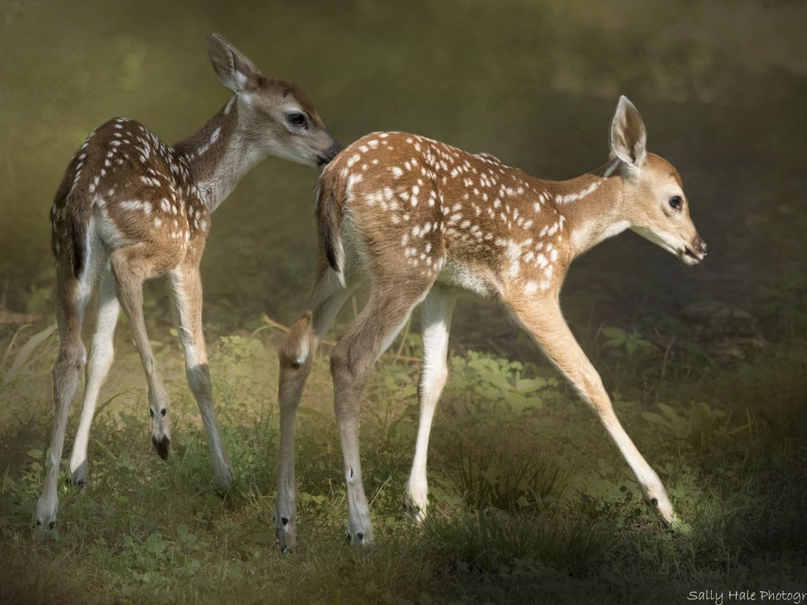 Обои олень, шерсть, малыши, олени, олененок, оленята, пятнистый олень, deer, wool, kids, fawn, fawns разрешение 2048x1365 Загрузить