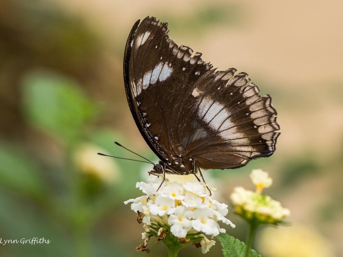 Обои цветы, природа, насекомое, бабочка, крылья, lynn griffiths, flowers, nature, insect, butterfly, wings разрешение 4356x2904 Загрузить